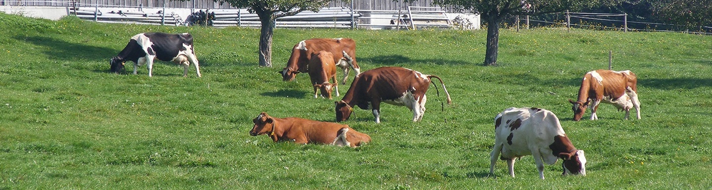 Grasende braun- und schwarzbunte Kühe auf einer grünen Wiese bei Aarburg.