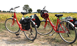 Leihfahrräder mit Satteltaschen vor einer blühenden Wiese