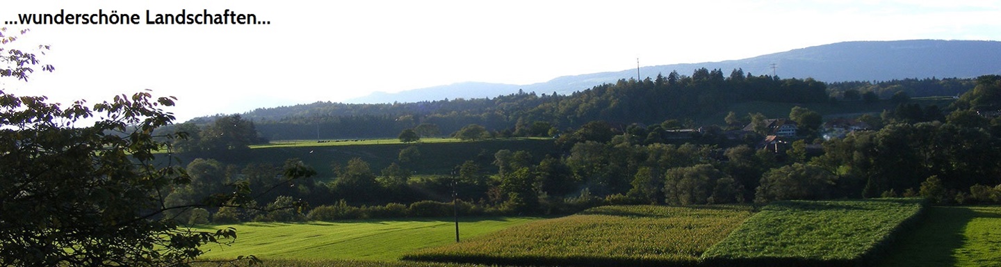 Blick auf die lieblich grüne Schwemmlandschaft der Aare