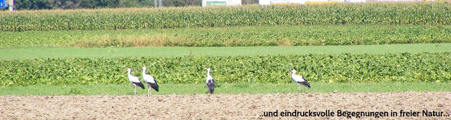 Störche auf einem Feld bei Altreu an der Aare