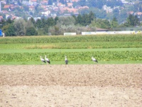 Störche auf einem abgeernteten Feld bei Altreu an der Aare